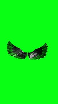 Two big wings moving green screen video, chroma key, 4k, Angel Wings Medium High Speed Flapping Loopable