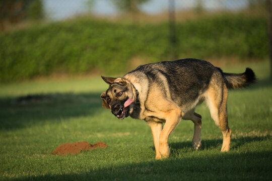 Derpy Fun German Shepherd Puppy Running With Tongue Out