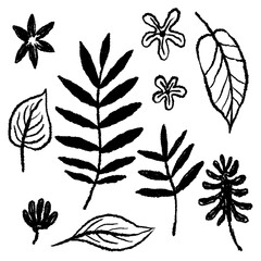 Palm leaf hand drawn. Tropical jungle leaves monstera, banana tree leaf texture. Hand drawn grunge