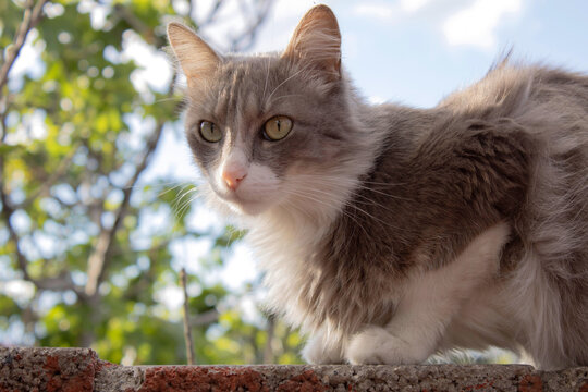 Beautiful gray and white fluffy cat outdoors