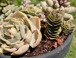 Tiny succulents basking in the sun 