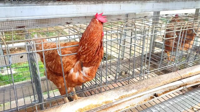 Red female broiler chickens are in the farm cage