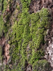 Close-up of green moss growing on rough tree bark, showing detailed texture and natural patterns in a forest setting.