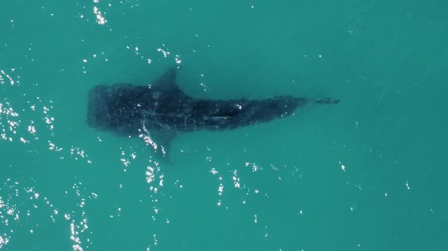 Drone view of a whale shark swimming in turquoise water near La Paz, Baja California Sur, showcasing majestic marine wildlife in the Sea of Cortez.
