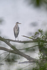Young grey heron standing on a branch by the lake.