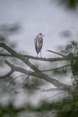 Young grey heron standing on a branch by the lake.
