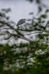 Young grey heron standing on a branch by the lake.