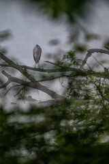 Young grey heron standing on a branch by the lake.