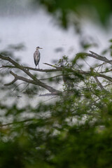 Young grey heron standing on a branch by the lake.