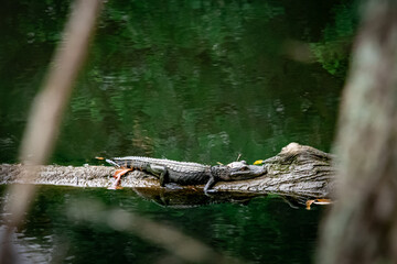 young alligator sunning on a log