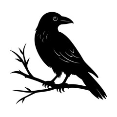 Silhouette a crow perched on a bare branch against bird
