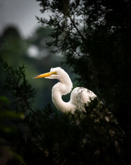 Great Egret through the trees in Donnelley WMA