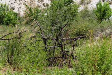 A makeshift fence made of dry tree branches, made by shepherds so that grazing animals would not go...