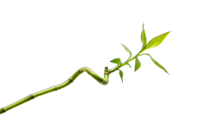 Isolated lucky bamboo plant stem with green leaves on black background for feng shui and home decor ideas