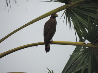 Sri Lankan Birds in Anawillundawa Wet Land Park, Sri Lanka 