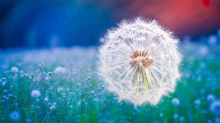 Fototapeta premium A macro photograph of a white dandelion seed head against a blurred blue and red background.