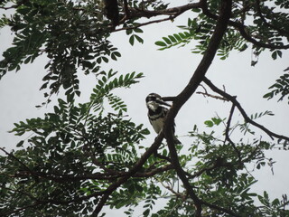 Sri Lankan Birds in Anawillundawa Wet Land Park, Sri Lanka 