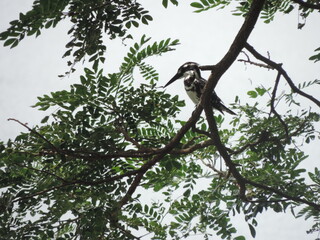 Sri Lankan Birds in Anawillundawa Wet Land Park, Sri Lanka 