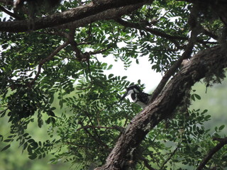 Sri Lankan Birds in Anawillundawa Wet Land Park, Sri Lanka 