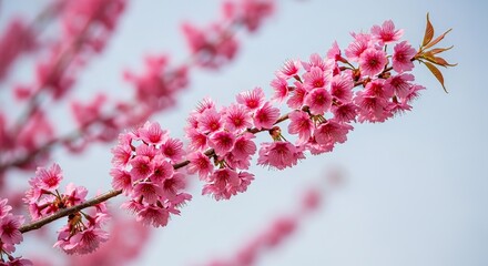 Beautiful pink cherry blossom tree branch spring floral bloom sky nature background photography image