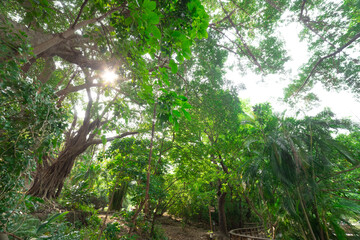 Fototapeta premium A Banyan tree at Beitou literally trail in Taipei wide shot low anlgeview