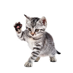 Fototapeta premium cute kitten isolated on transparent background