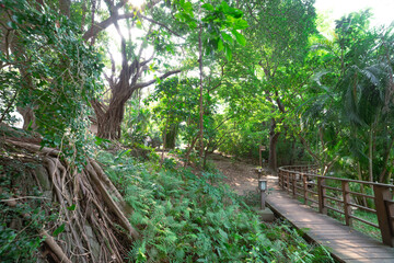 A Banyan tree at Beitou literally trail in Taipei wide shot
