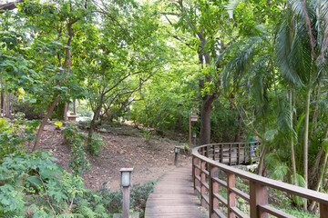 A Banyan tree at Beitou literally trail in Taipei wide shot