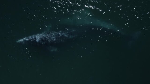 Top-down drone view of gray whales swimming in the ocean, capturing majestic marine wildlife movement in clear coastal waters.