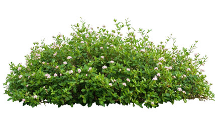 Fresh green grass blades with natural texture isolated on white background