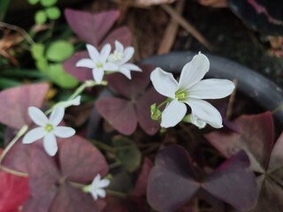 White oxalis flower. Oxalis flower macro. Purple shamrock leaves. Delicate flower focus. Oxalis bloom closeup. Vibrant flower image. Nature flower visual. Floral macro focus. Exotic flower macro. 