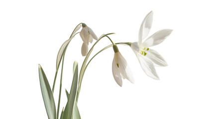 Fototapeta premium Delicate Snowdrop Flowers in Bloom Isolated on White Background 