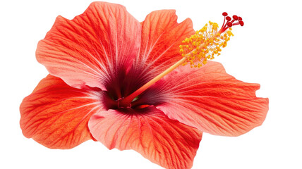 Beautiful Hibiscus Flower with Green Leaves Isolated on White Background