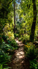 Fototapeta premium Serene Forest Walking Trail with Sunlit Path and Lush Green Foliage Inviting Exploration