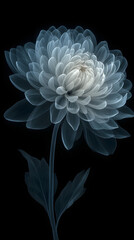 x-ray of chrysanthemum flower on black background, minimalist