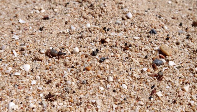 Close-up footage of marine sand and pebbles with tiny crabs and organisms moving, high-definition, shot at ocean floor level with natural sunlight