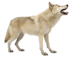 A beautiful gray wolf with light fur stands with its mouth open showing sharp teeth.