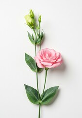 Obraz premium A delicate pink Eustoma flower with buds and green leaves lies on a white background