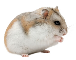 A small fluffy Roborovski dwarf hamster with tricolor fur sitting in profile.