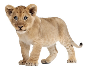 Adorable Lion Cub Standing Looking Directly at Camera.
