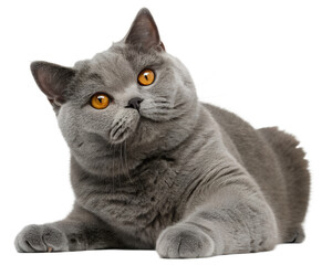 Adorable grey British Shorthair cat with large orange eyes lying down and looking up curiously.