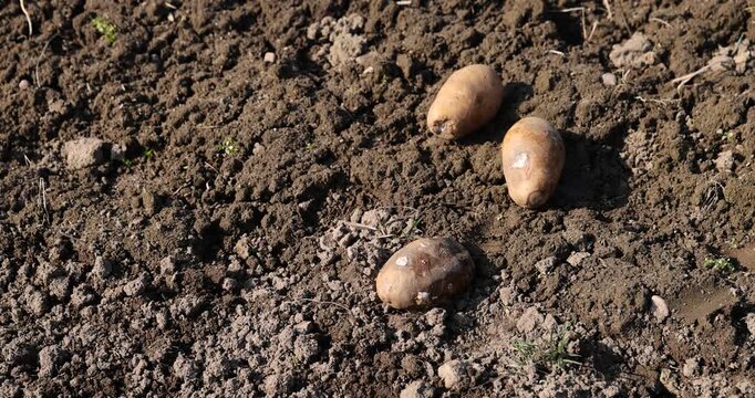 rotten potatoes in a field in the spring , a field with rotten spoiled potatoes prepared for sowing