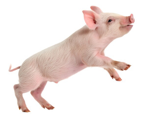 An adorable young piglet with pink skin and a snout leaping playfully and energetically.