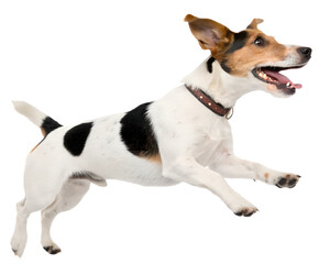 Energetic Jack Russell Terrier MidLeap with Brown Leather Collar.