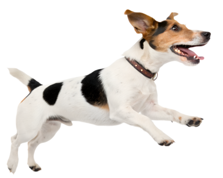 Energetic Jack Russell Terrier MidLeap with Brown Leather Collar.