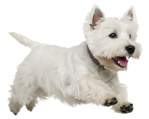 Energetic West Highland White Terrier dog running with happy expression.