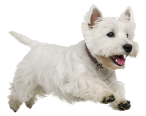 Energetic West Highland White Terrier dog running with happy expression.