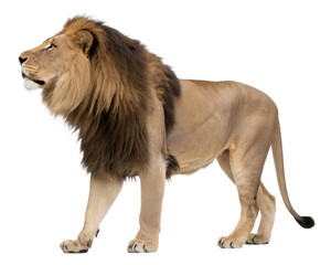 Majestic Lion in Profile View.