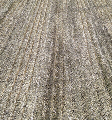 An empty cut corn field in Columbus, Pennsylvania, USA on a sunny spring day