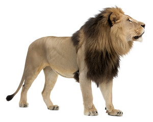 Majestic Male Lion with Prominent Mane Standing Proudly.